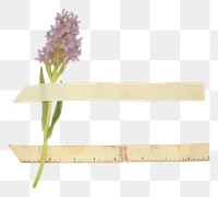 PNG  Hyacinth ephemera blossom flower anther.