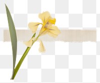 PNG  Iris ephemera gladiolus daffodil blossom.