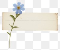 PNG  Blue flower ephemera asteraceae letterbox envelope