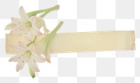 PNG  Tuberose ephemera blossom flower anther.