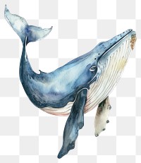 PNG Blue whale animal mammal shark