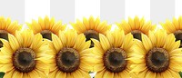 PNG Field of blooming sunflowers blossom plant