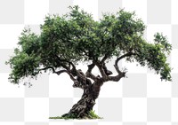PNG Olive tree conifer bonsai plant