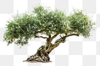PNG Olive tree vegetation conifer bonsai.