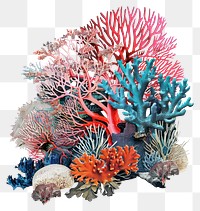 PNG Turquoise coral collage cutouts invertebrate chandelier outdoors