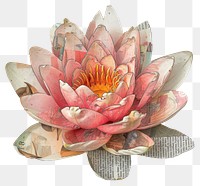 PNG Water lily shape collage cutouts blossom flower dahlia.