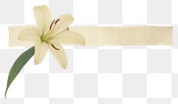 PNG Lily flower plant paper white.