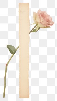 PNG Rose flower plant petal.