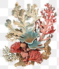 PNG Coral collage cutouts pineapple outdoors produce