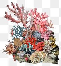 PNG Coral collage cutouts invertebrate outdoors aquarium.