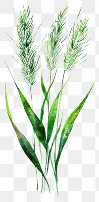 PNG Meadow grass green agropyron plant.