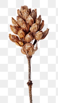 PNG Dried flower plant white background freshness.