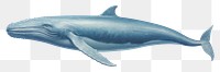PNG  A close up on pale a blue whale animal mammal shark