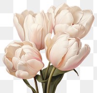 PNG  A close up on pale tulips blossom flower person