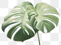 PNG  Close up on pale monstera blossom flower person.