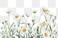 PNG Chamomile border watercolor backgrounds flower daisy.