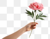 PNG  Hand holding a peony flower plant rose.