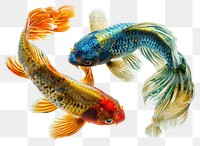 PNG  Pisces animal fish carp.