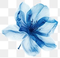 PNG Minimalist Blue flower blossom anemone.