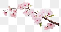 PNG Cherry blossom flower plant white