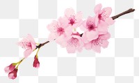 PNG Cherry blossom flower plant 