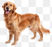 PNG Golden retriever mammal animal dog.