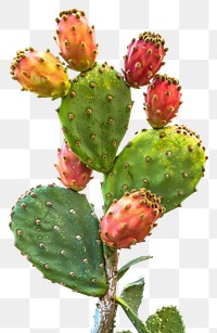 PNG Eastern prickly pear cactus plant