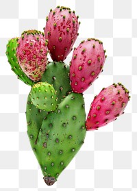PNG Eastern prickly pear cactus plant.