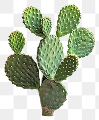 PNG Prickly pear cactus plant.