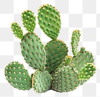 PNG Prickly pear cactus plant.
