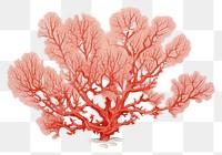 PNG Coral drawing nature sketch.
