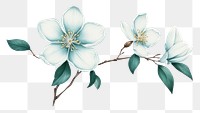 PNG Jasmine flower blossom plant petal