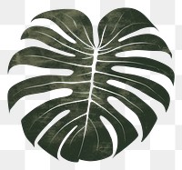 PNG Monstera plant leaf xanthosoma.