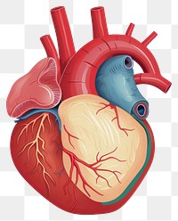 PNG Heart medical white background science.
