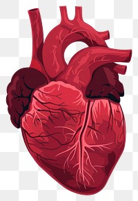 PNG Heart icon medical white background science
