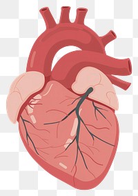 PNG Heart icon white background science cartoon.