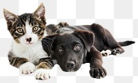 PNG Cat and dog mammal animal kitten