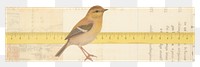 PNG Bird animal canary paper.