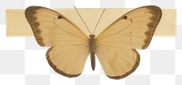 PNG Butterfly insect animal white background.