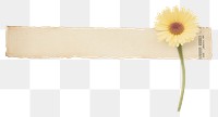 PNG Gerbera sunflower plant paper
