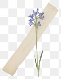 PNG Bluebells flower plant paper.