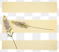 PNG Larkspur lavender flower plant.