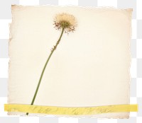 PNG Dandelion flower plant paper.