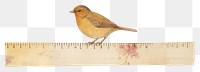 PNG Bird animal canary white background.