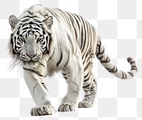 PNG White Tiger tiger wildlife animal.