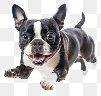 PNG Boston terrier running bulldog animal canine