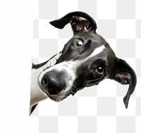 PNG Greyhounds dog greyhound animal.