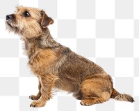 PNG Dog terrier mammal animal.