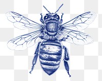 PNG Bee drawing insect animal.