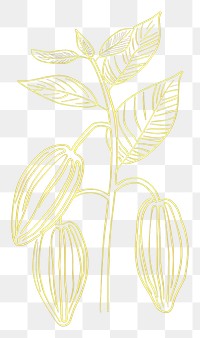 PNG Cacao plant sketch line leaf.